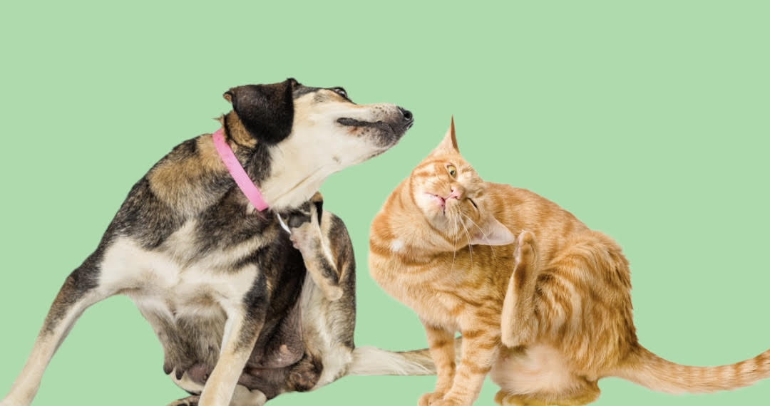 Vlooien En Teken Honden En Katten Seizoen Blog Nieuw Avonturia Den Haag