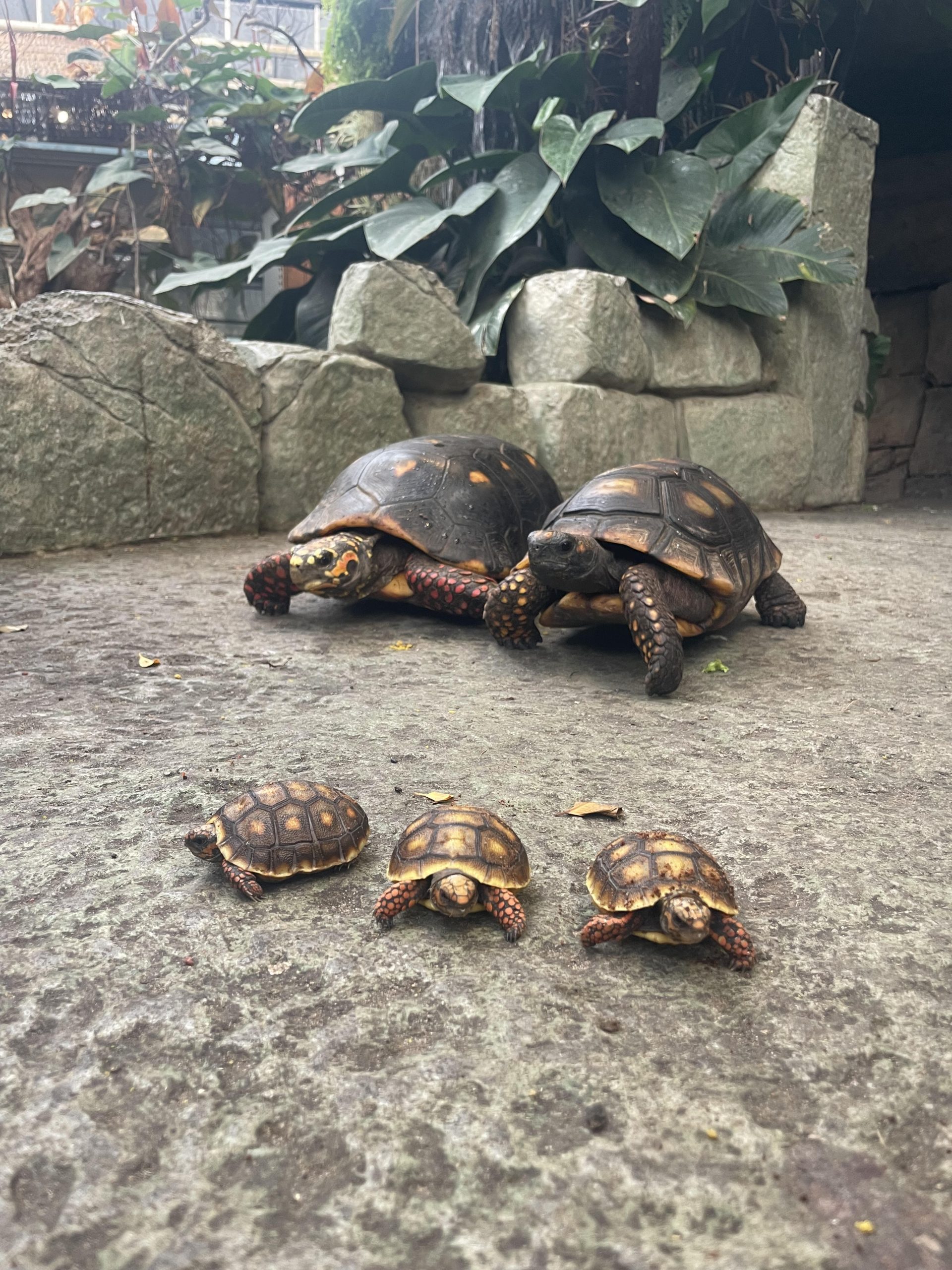 Family Avonturia Schildpadden