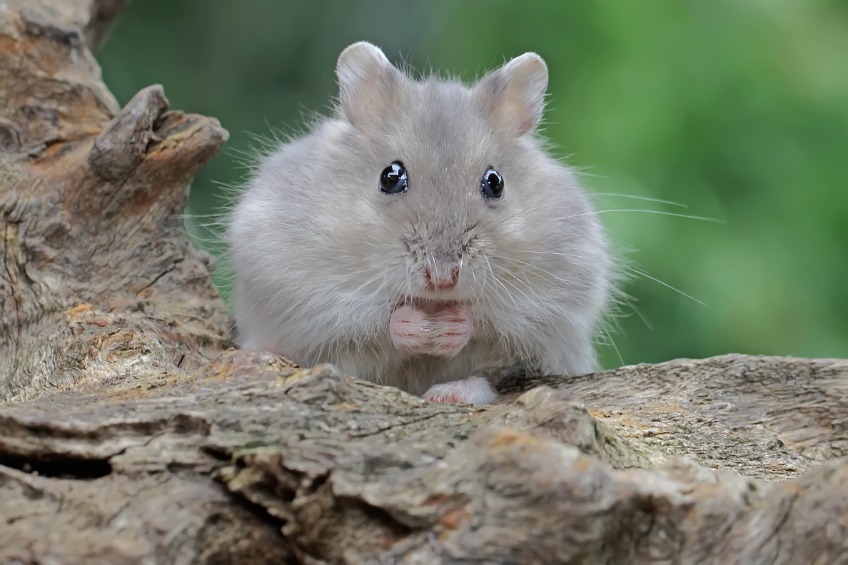 Hamster Scaping Avonturia Nieuw Tutorial How To