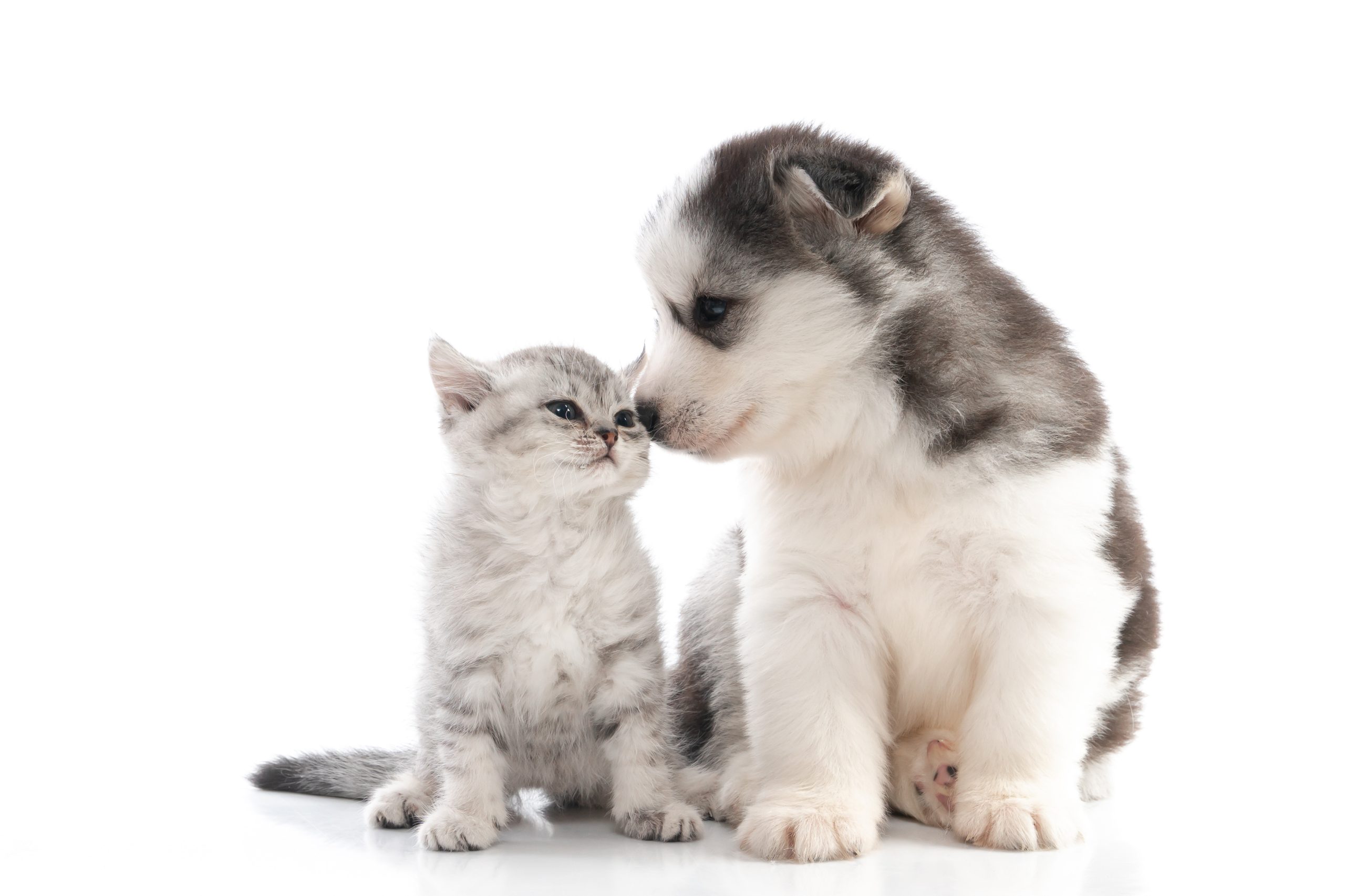 Cute Siberian Husky Puppy Kissing Cute Kitten On White Backgrou