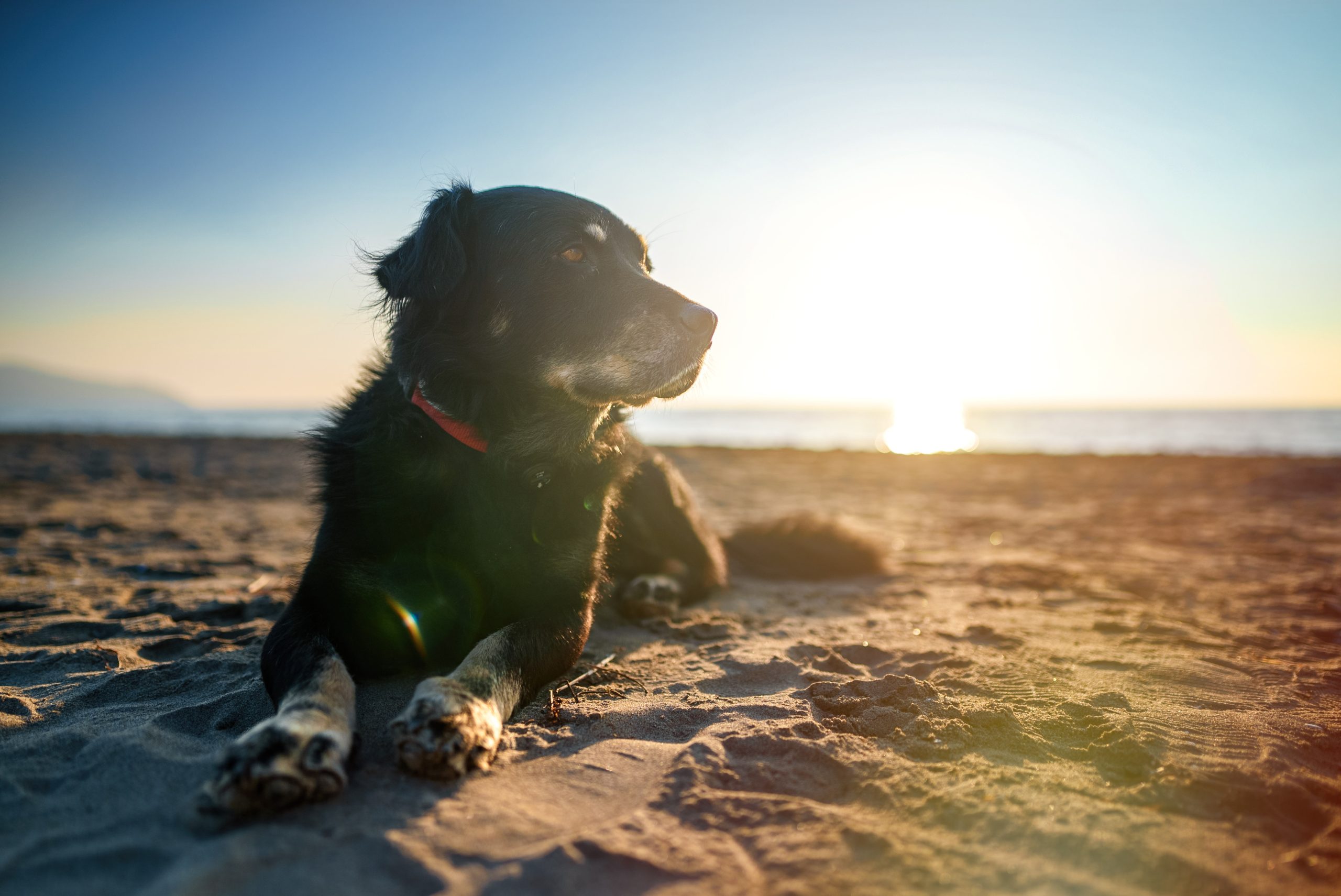 Het Gevaar Van Oververhitting Bij Honden Hond Rust Op Het Strand