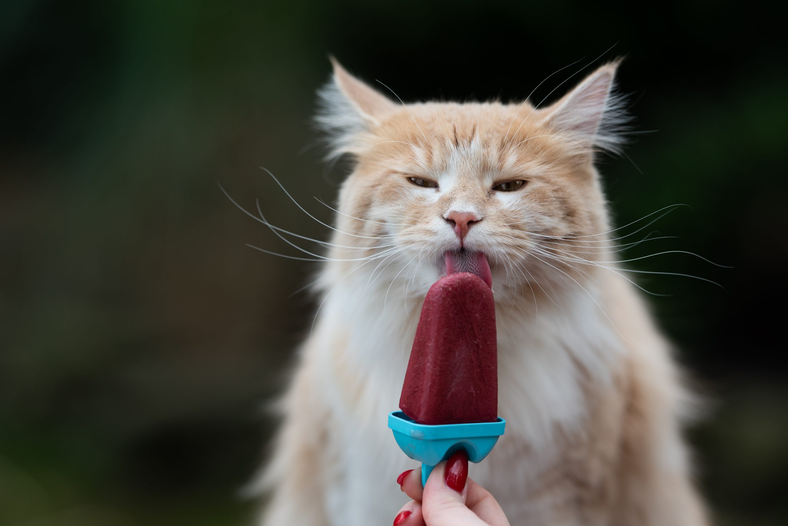 Cat Licking Ice Cream In Summer