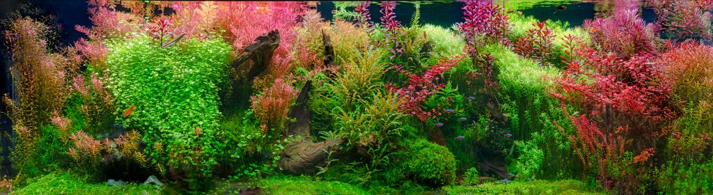 Aquascaping With Plants And Mosses
