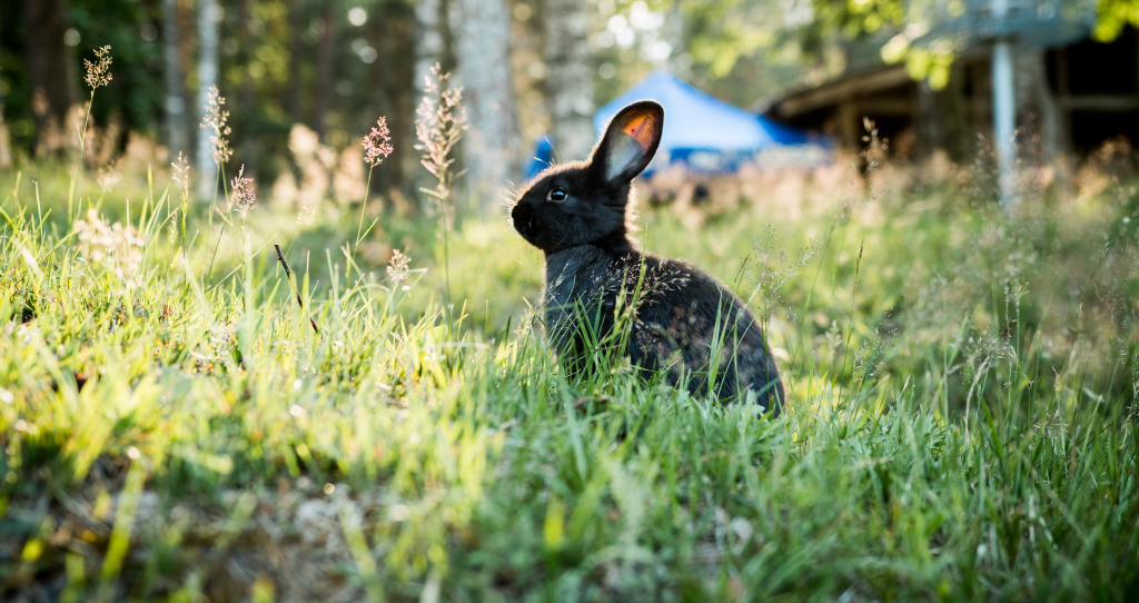 Create a Rabbit Friendly Garden Avonturia
