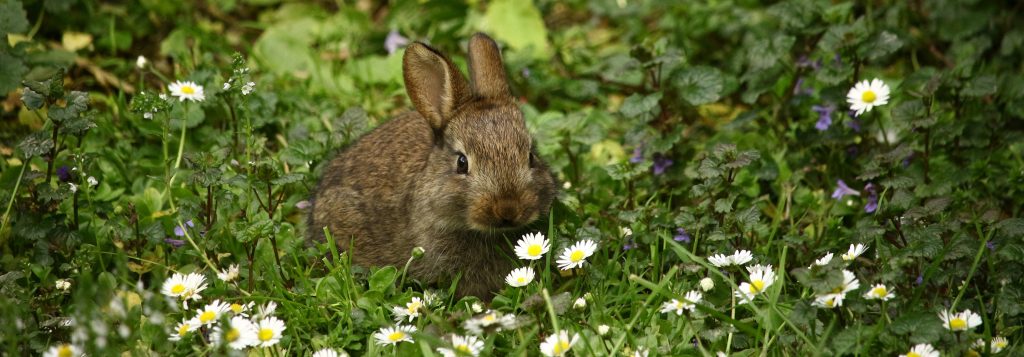 A Rabbit Friendly Garden