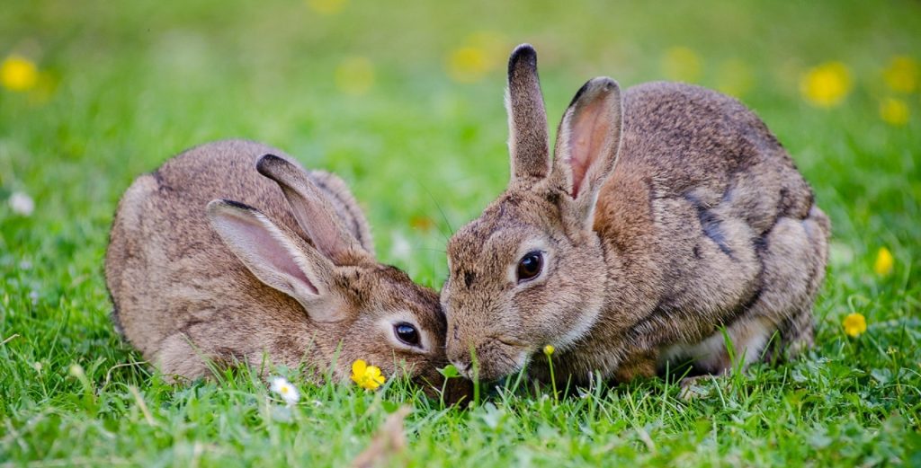 A Rabbit-Friendly Garden Rabbits are pack animals