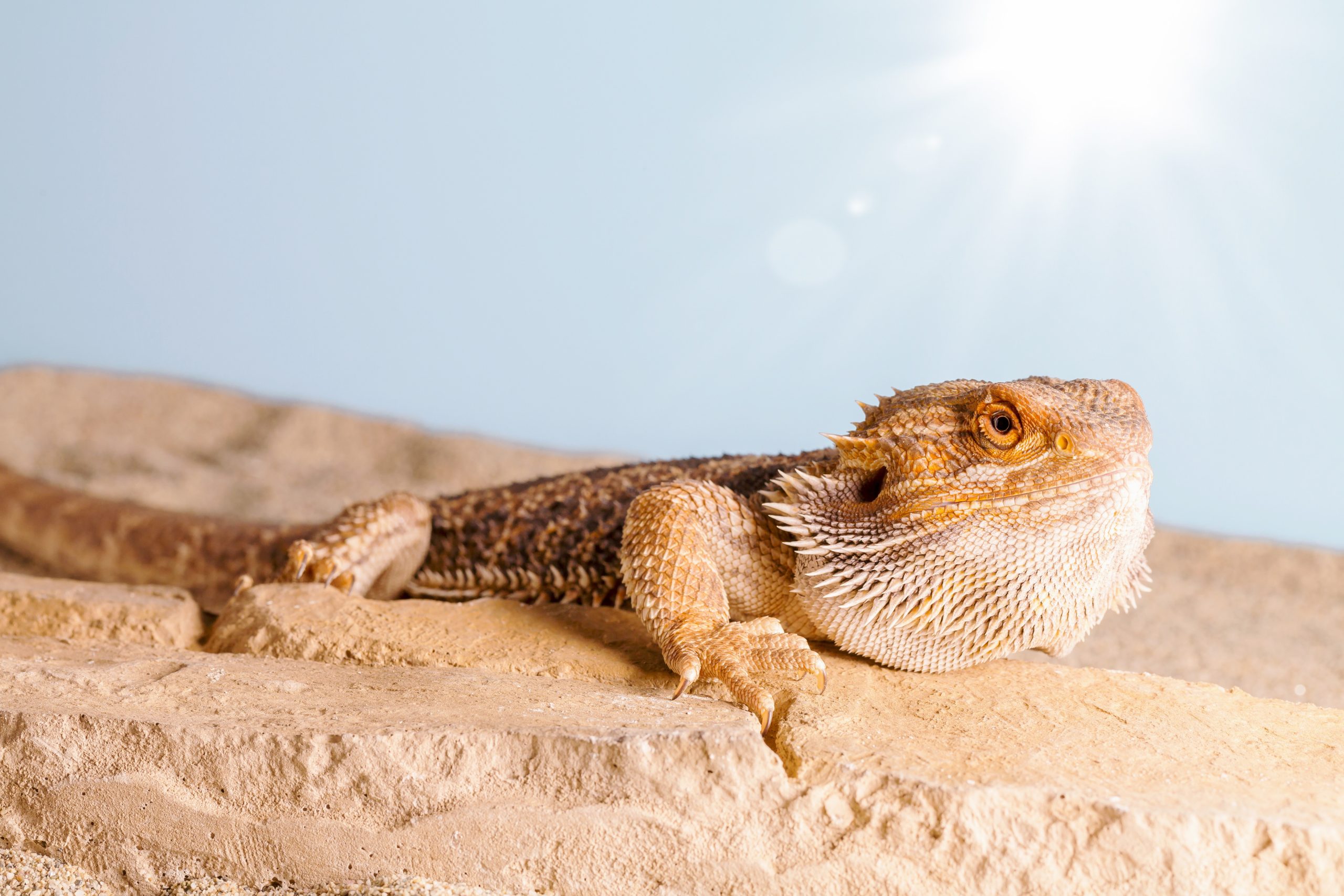 Het Gevaar Van Oververhitting Bij Reptielen Baardagaam Aan Het Zonnen