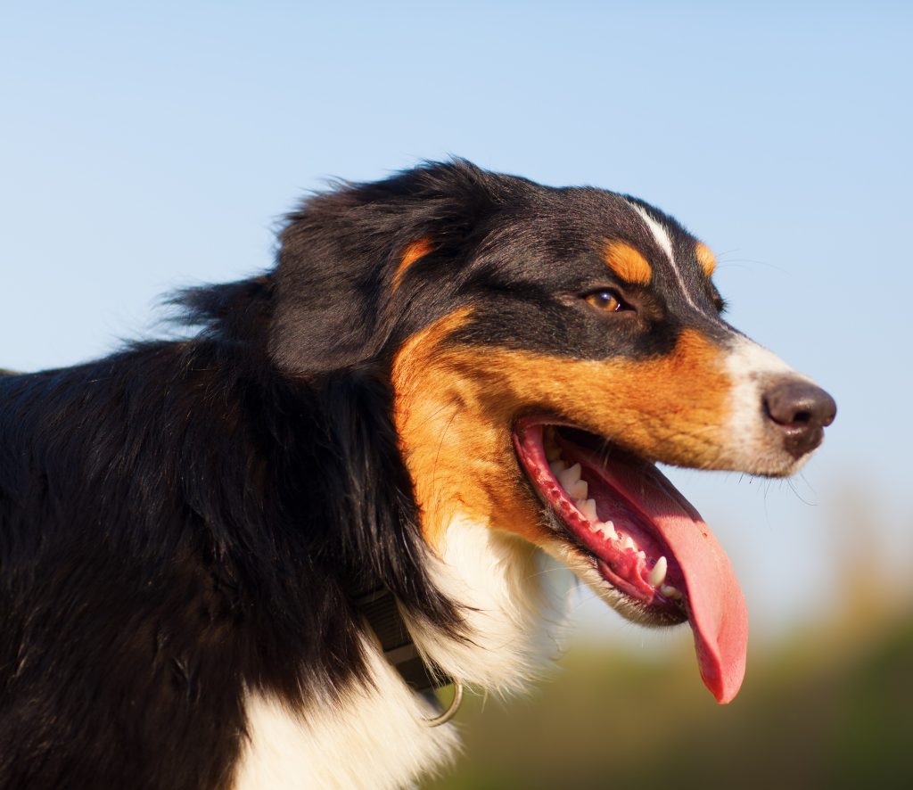 Het Gevaar Van Oververhitting Bij Honden Hijgende Hond