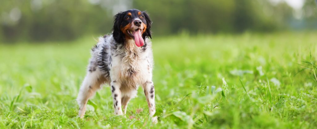 Het Gevaar Van Oververhitting Bij Honden Hond Aan Het Afkoelen Middels Hijgen 1