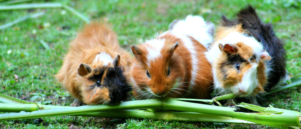 How Do Rabbits And Rodents Stay Cool Guinea Pig And Hamster
