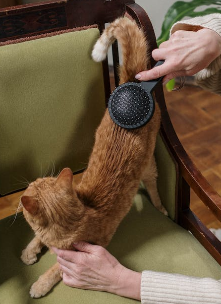 Brushing Cat To Keep Cool In Summer