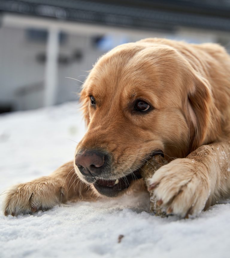Chewing wood for dogs Avonturia