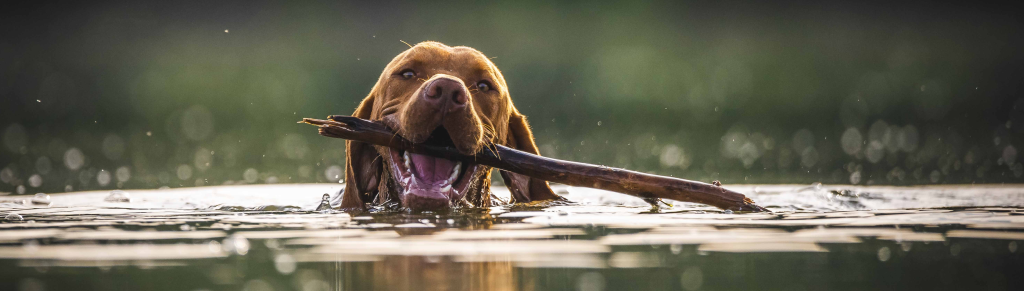Kauwhout Voor Honden Hond Met Stok Aan Het Zwemmen