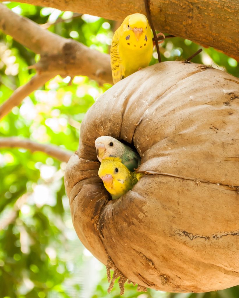 Overheating In Birds Parakeets In Natural Environment