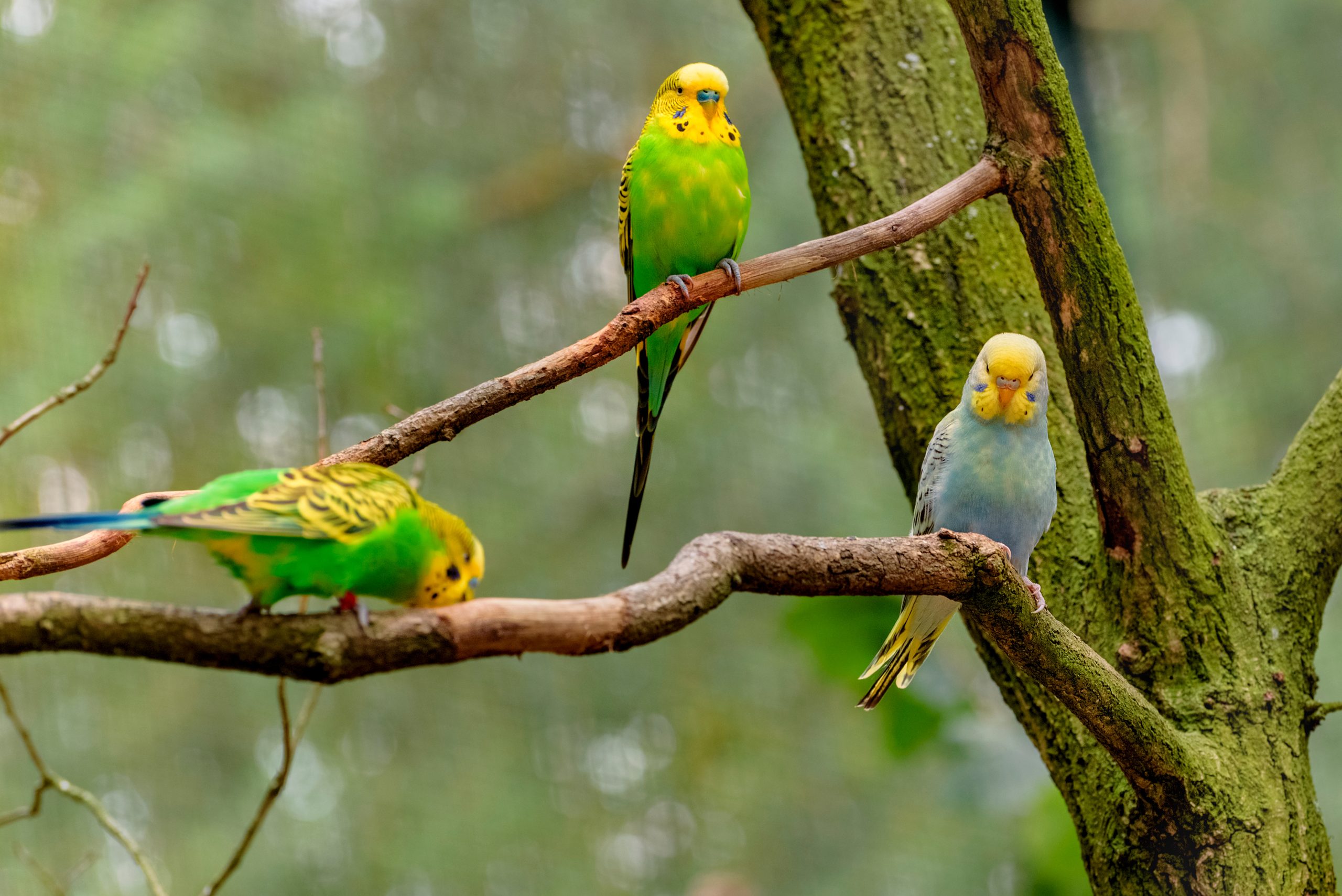 Three Budgerigars, Long Tailed Parrots, With Yellow, Blue, Green Feathers Are Sitting On The Branch. Melopsittacus Undulatus