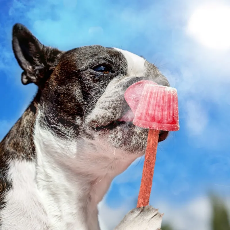 Back Zoo Nature Dog ice creams the cooling dog snack to keep your dog cool during the hot summer days