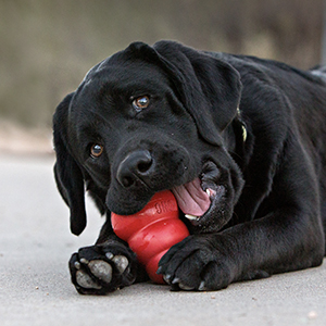 Verkoelende hondensnacks maken met de kong om je hond een hondenijsje te geven tijdens de warme zomerdagen