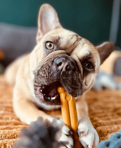 Tastybone een verkoelende hondensnack voor tijdens de warme zomerdagen