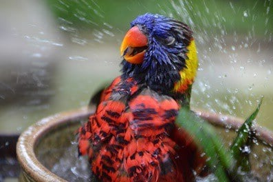 Bird That Is Bathing