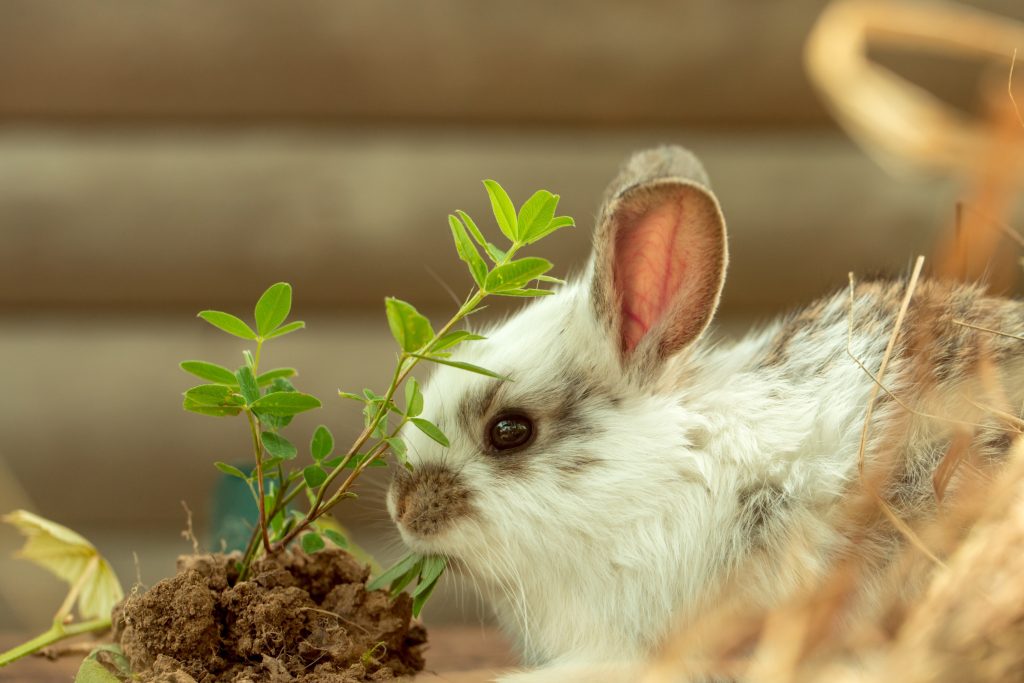 The 10 Most Poisonous Plants for Rabbits Avonturia