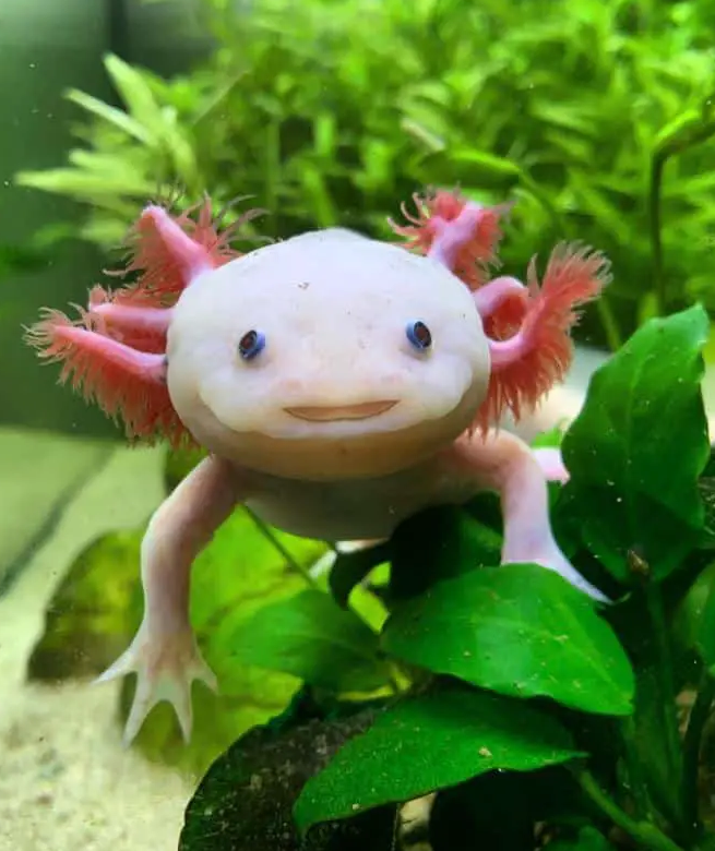 Axolotl 6