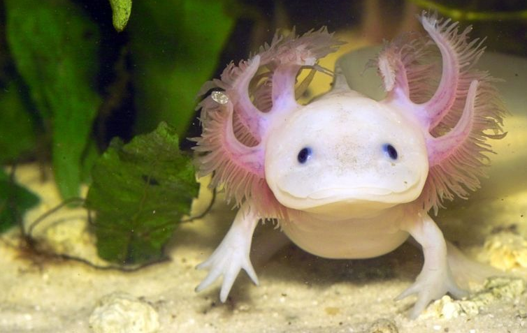 Axolotl Als Huisdier