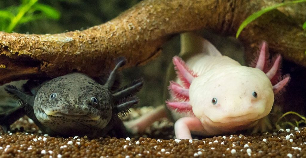 Axolotls In Natuurlijke Inrichting