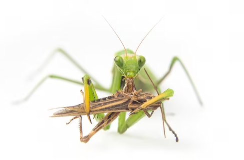 Praying Mantis Eating