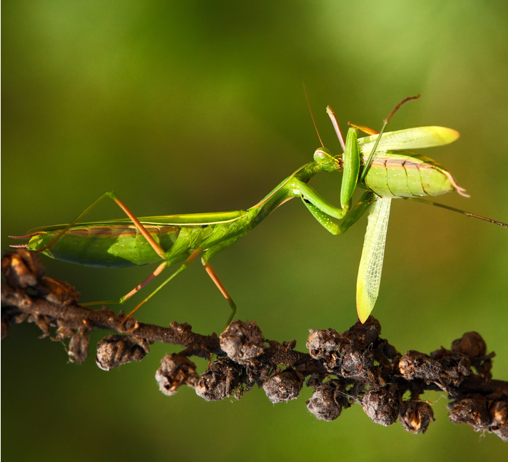 Praying Mantis Eats Other Praying Mantis