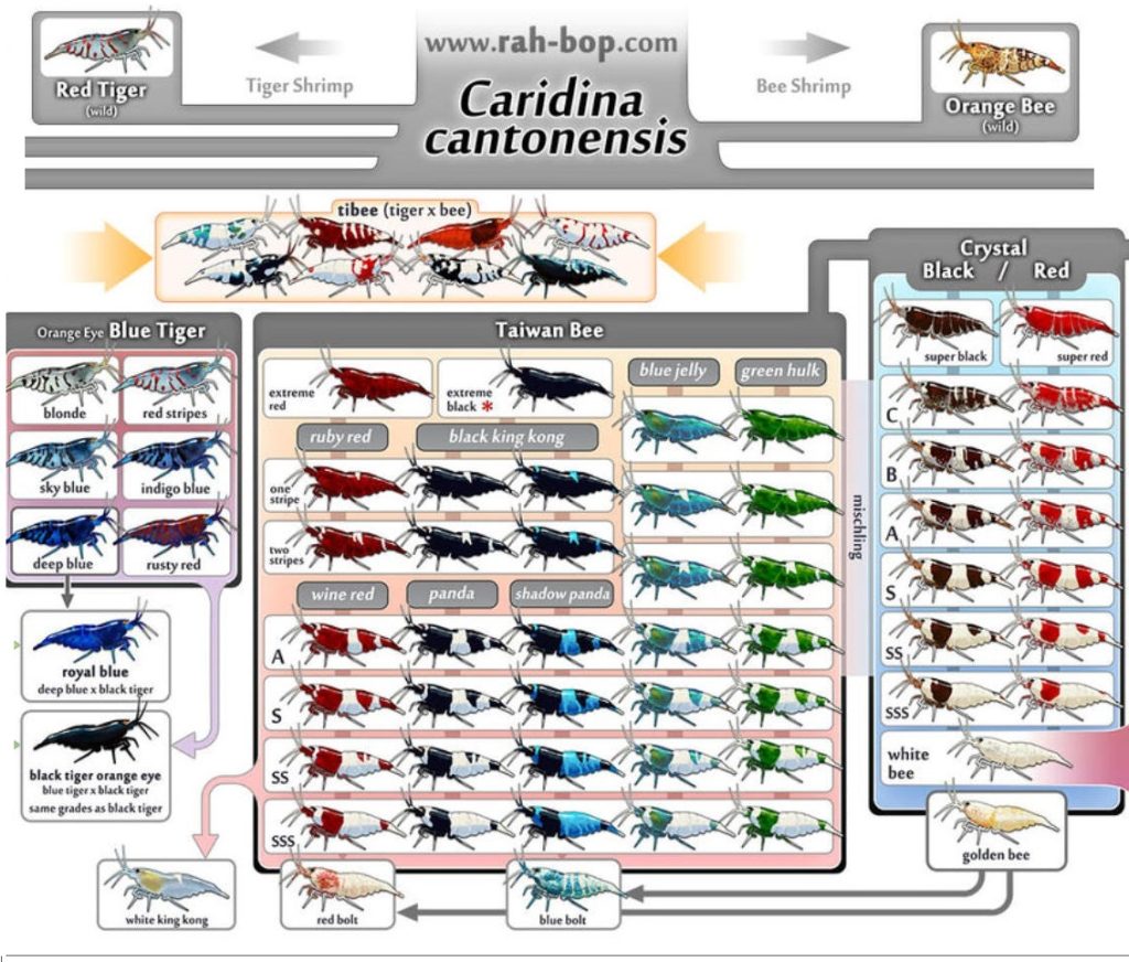 Caridina Shrimp Scheme Smaller