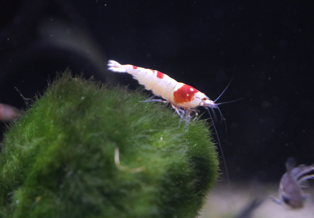 Crystal Red Shrimp