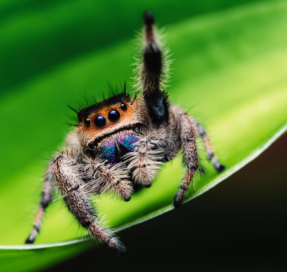 Dancing Jumping Spider