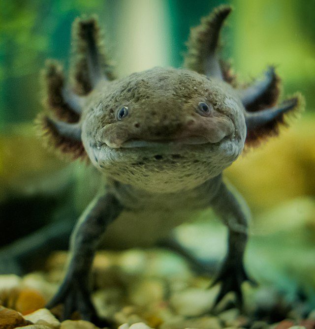 Donkere Axolotl Kleur
