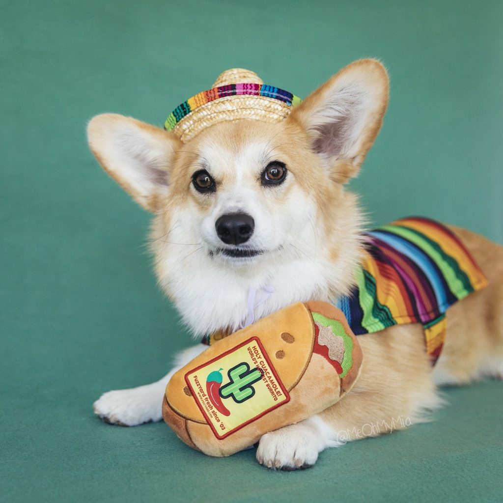 Fuzzyard Dog Toy Burrito