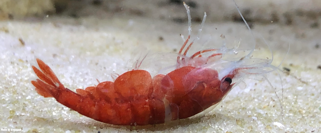 Shrimp Problems With Molting Shrimp