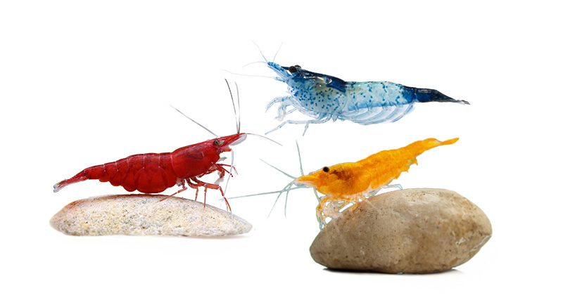 Garnalen Informatie Pagina Reptielsoorten Dierenpagina Avonturia