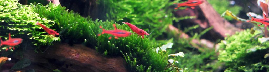 Holding Shrimp With Moss In Aquarium