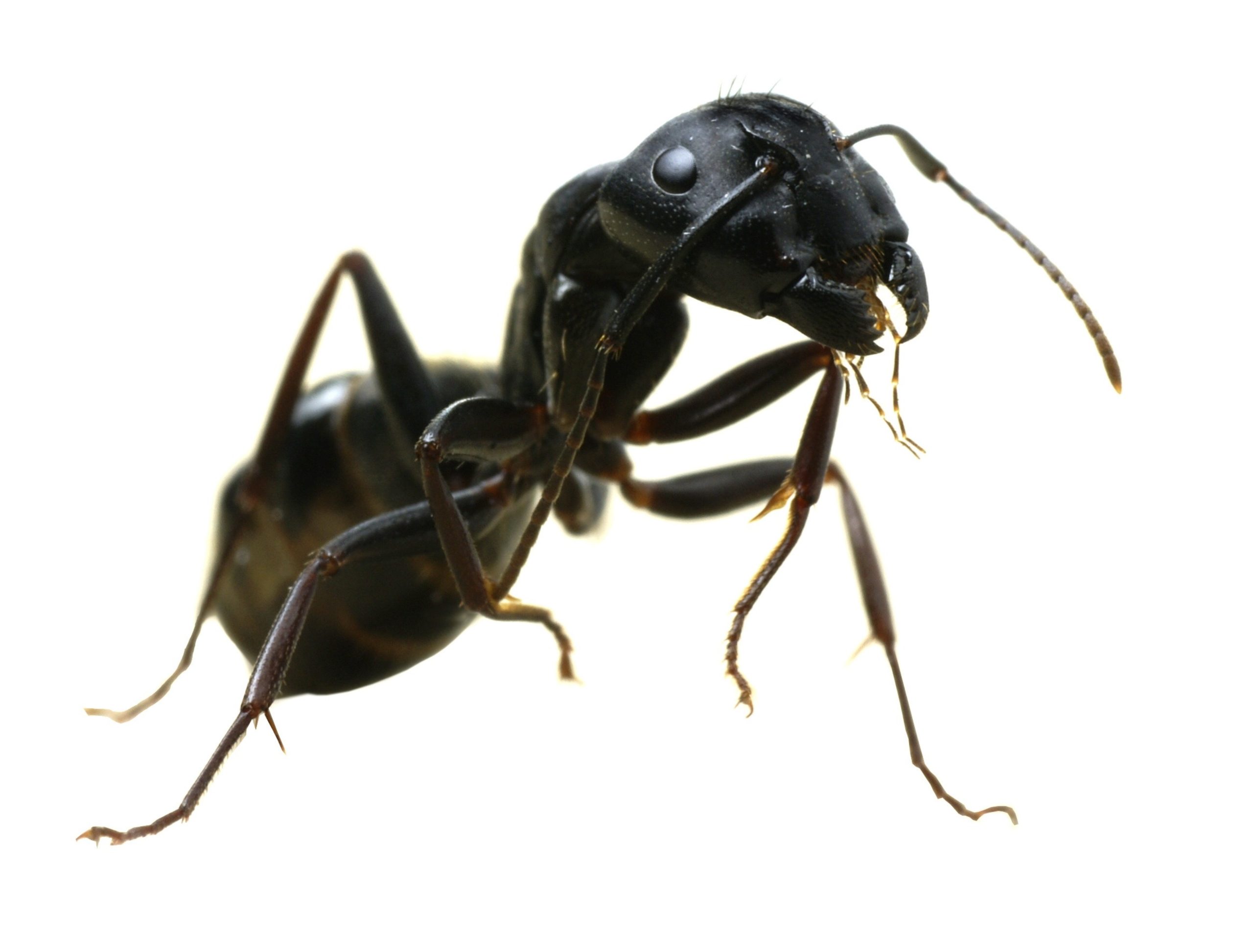 Big Ant