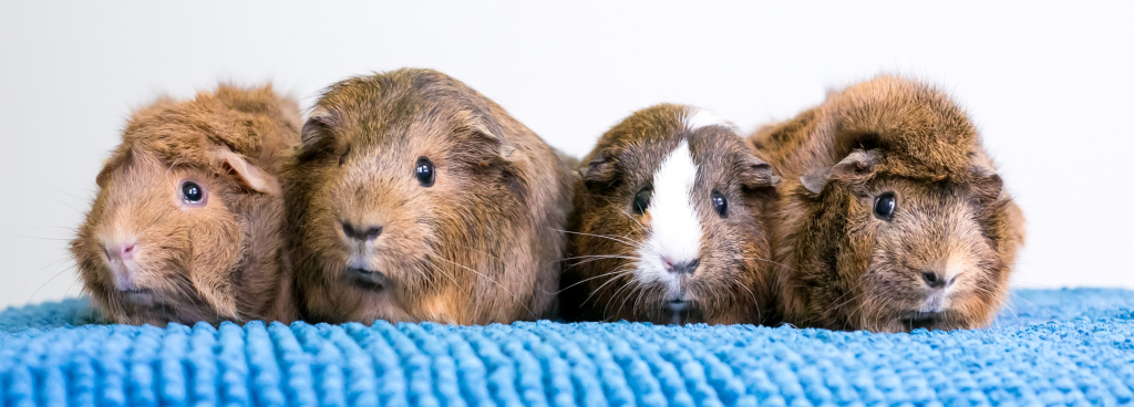 Mating Guinea Pigs