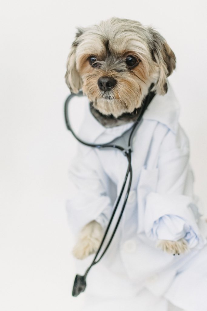 Dog With Doctor's Coat