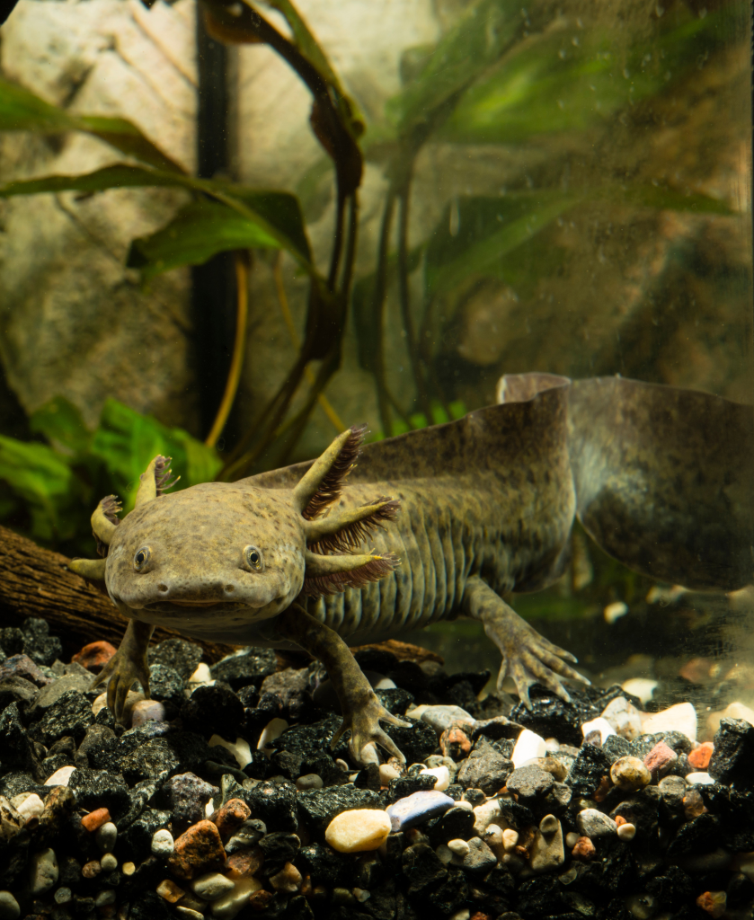 Inrichting Van Axolotl Aquarium
