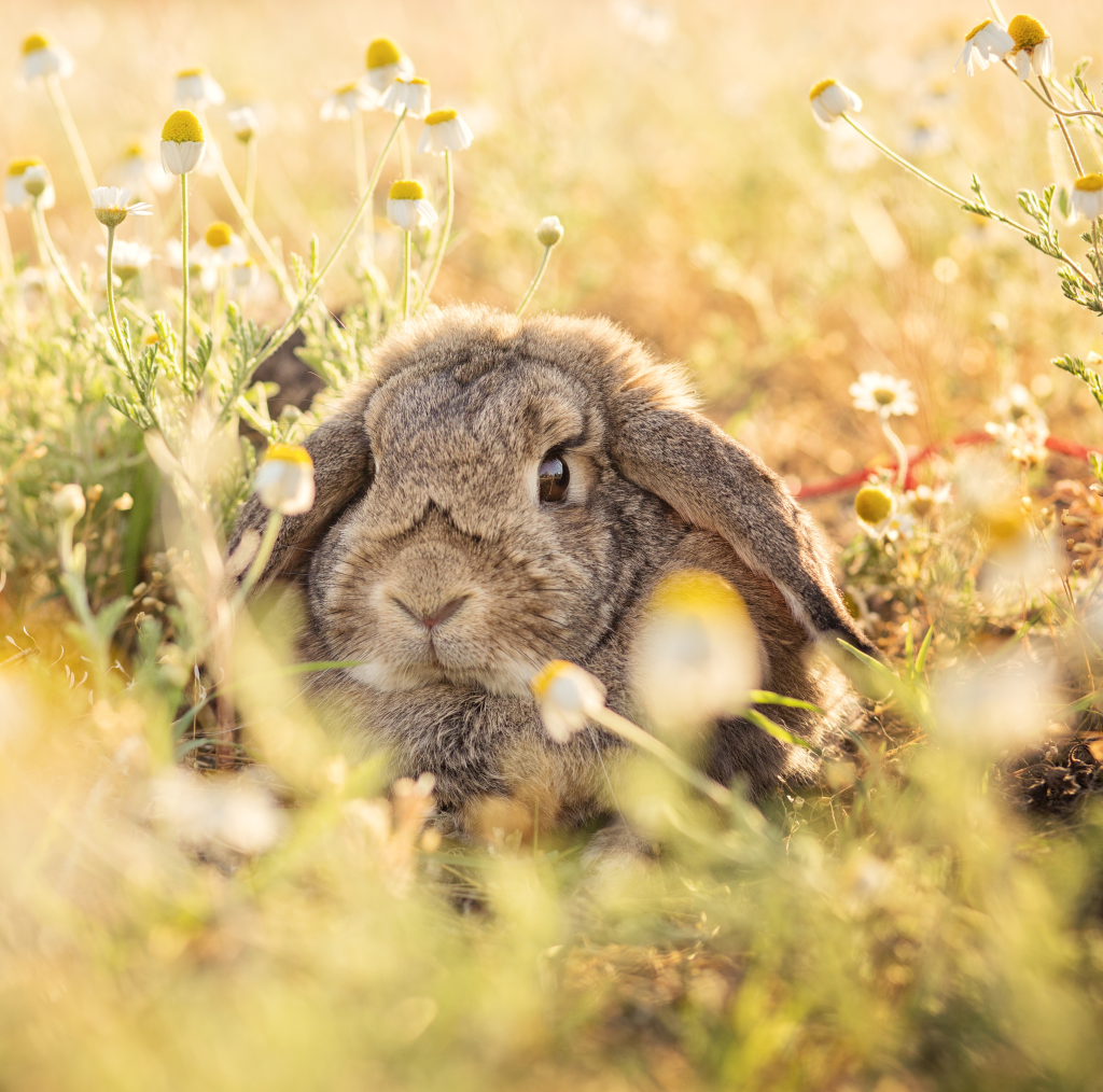 Rabbit In Meadow