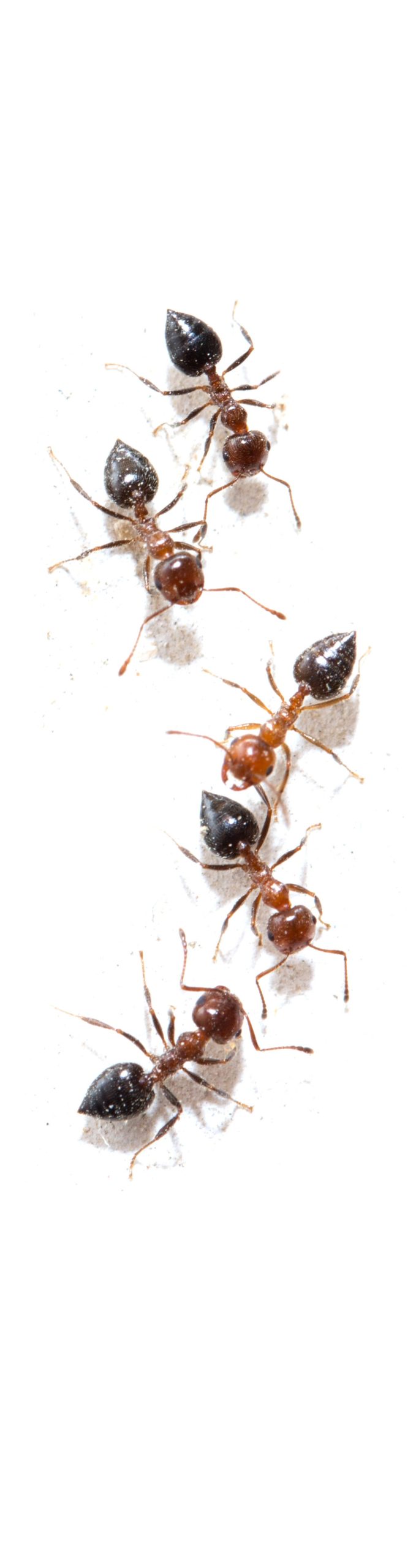 Mieren 5 Stuks Kleiner