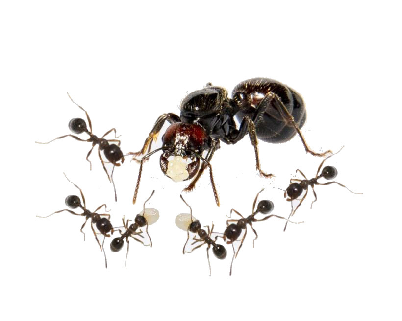 Harvest Ant