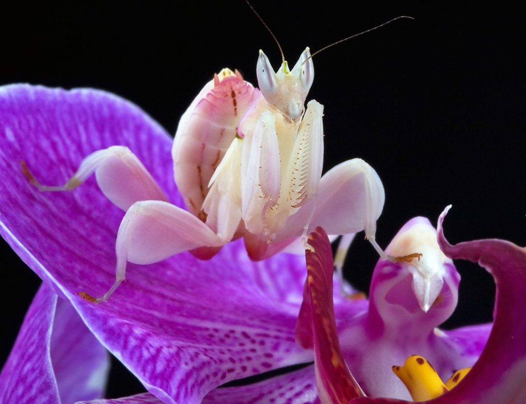 Orchidee Bidsprinkhaan