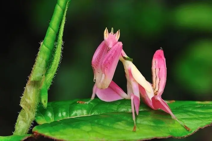 Orchidee Bidsprinkhaan Roze Gespiegeld