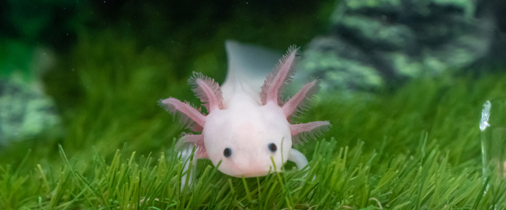 Roze Axolotl
