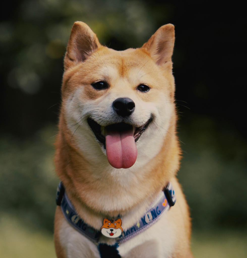 Shiba Inu Dog