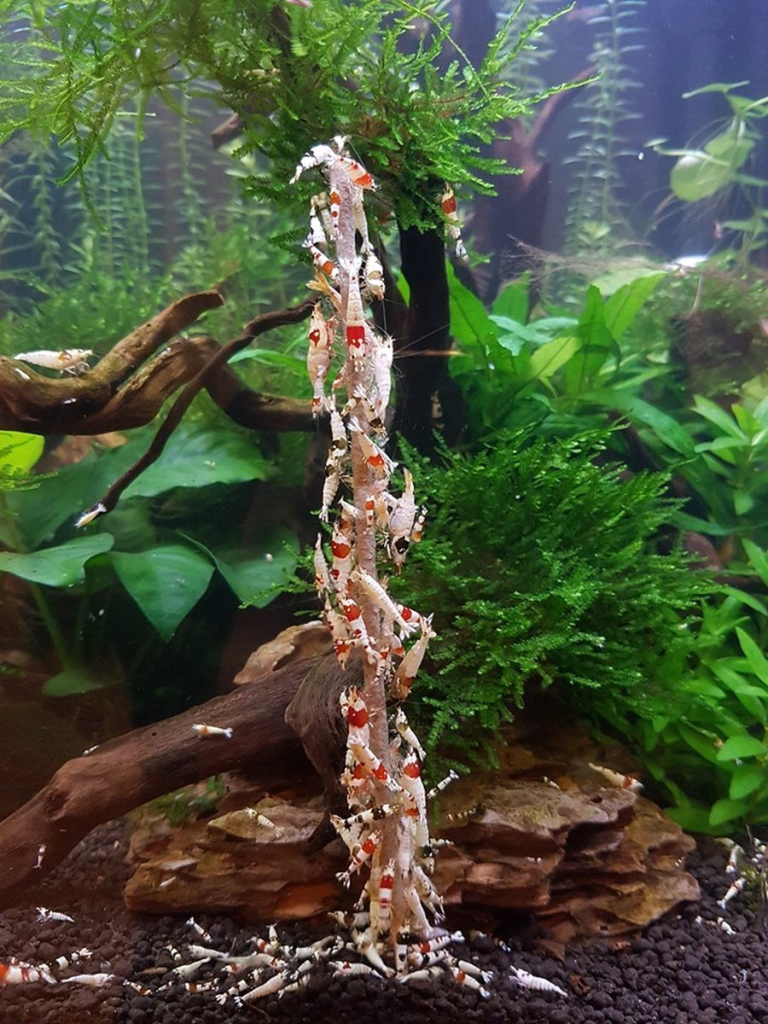 Shrimpsforever Lollies