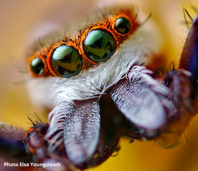 De grote ogen van springspinnen